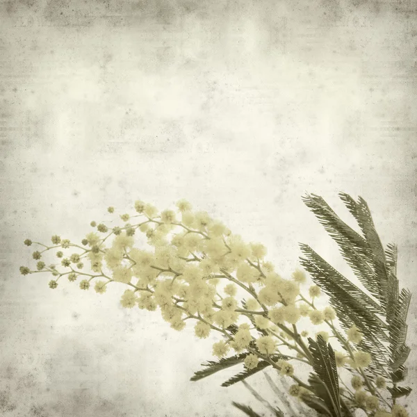 Texturou Staré Papírové Pozadí Kulatým Nadýchané Žluté Mimózy Květy — Stock fotografie