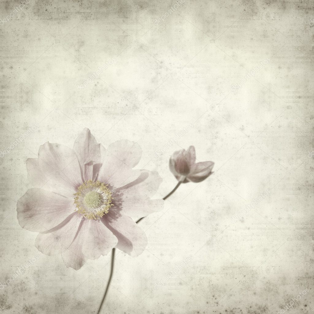 Textured old paper background with pale pink japanese anemone br