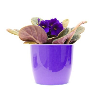 Dark purple african violet with; in lilac pot; isolated on white clipart