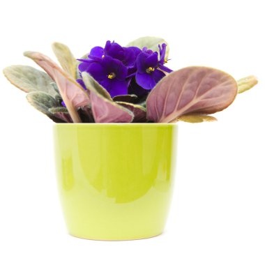 Dark purple african violet with in bright green pot, isolated on white clipart