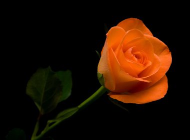 Single orange rose; isolated on black background; clipart