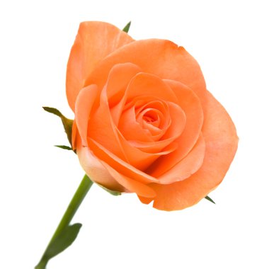 Single orange rose; isolated on white background clipart