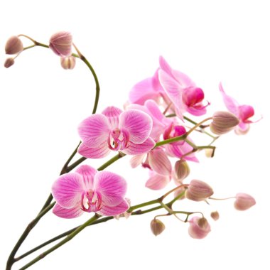 bol çiçekli pembe çizgili phalaenopsis orkide beyaz izole