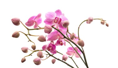 bol çiçekli pembe çizgili phalaenopsis orkide beyaz izole