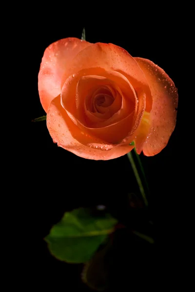 Mokré oranžová růže izolovaných na černém — Stock fotografie