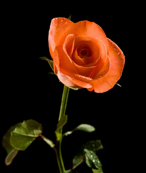 Mokré oranžová růže izolovaných na černém — Stock fotografie
