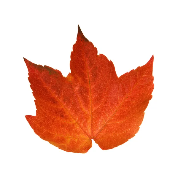 Beautiful colorful autumnal leaf of wild grape (Vitis) — Stock Photo, Image