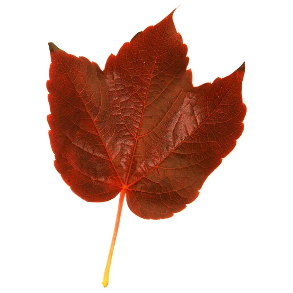 Beautiful Colorful Autumnal Leaf Wild Grape Vitis — Stock Photo, Image