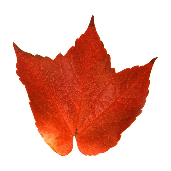 Beautiful colorful autumnal leaf of wild grape (Vitis) — Stock Photo, Image