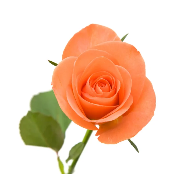 stock image Single orange rose; isolated on white background