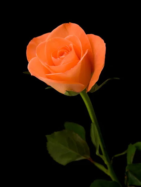 Jediného oranžové růže; izolované na černém pozadí; — Stock fotografie