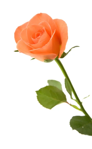Único laranja rosa; isolado no fundo branco — Fotografia de Stock