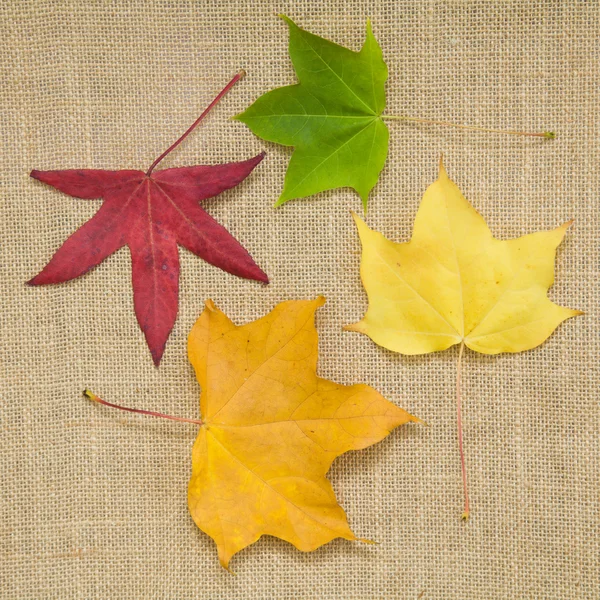 Podzimní barevné listí vzorek na pytlovina textilie textura — Stock fotografie