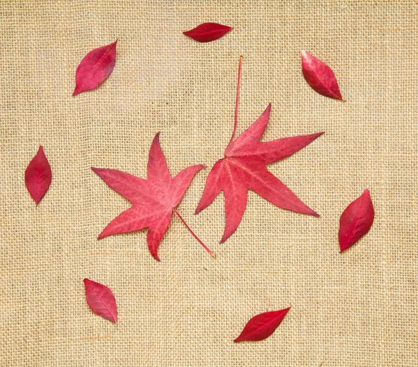 Autumn colorful leaves pattern on burlap fabric texture — Stock Photo, Image