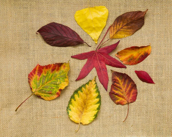 Jesień kolorowy liście wzór na płótnie tekstura tkanina — Zdjęcie stockowe