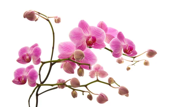 Reichliche Blüte der rosa gestreiften Phalaenopsis-Orchidee isoliert auf weiß — Stockfoto