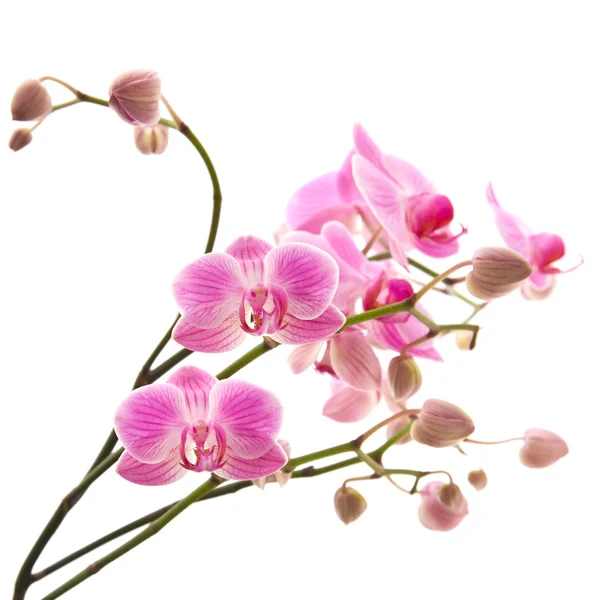 stock image Abundant flowering of pink stripy phalaenopsis orchid isolated on white