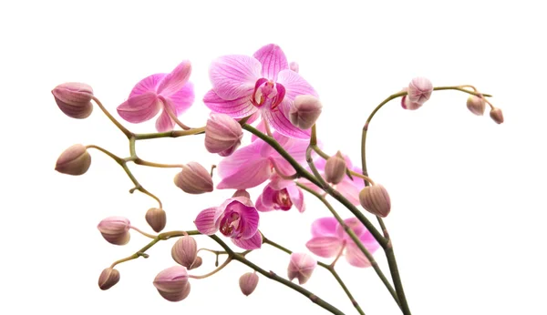 Floraison abondante de phalaenopsis rayé rose orchidée isolé sur blanc — Photo