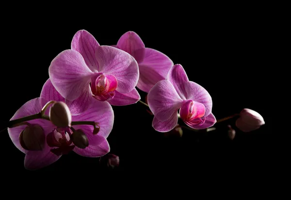 Pink stripy backlit phalaenopsis orchid isolated on black, horizontal compo — Stock Photo, Image