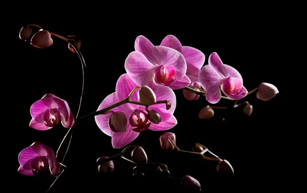Orquídea de phalaenopsis backlit listrada rosa isolada em compo preto, horizontal — Fotografia de Stock