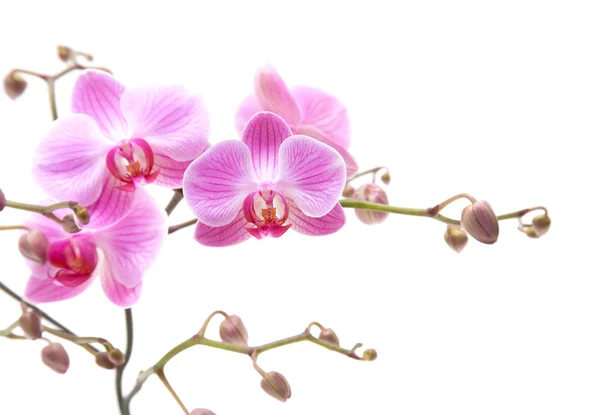 Floração abundante de orquídea falaenopsis listrada rosa isolada em branco — Fotografia de Stock