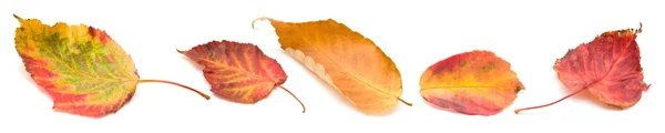 水平边框的五个秋天的树叶 — 图库照片