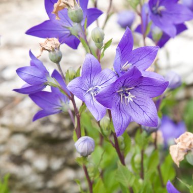 Flowers of Platycodon grandiflorus ( Chinese bellflower, Balloon flower) clipart