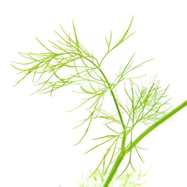 Groeiende Dille Plant Geïsoleerd Wit — Stockfoto