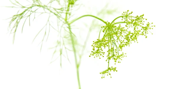 Growing dill plant isolated on white; — Stock Photo, Image