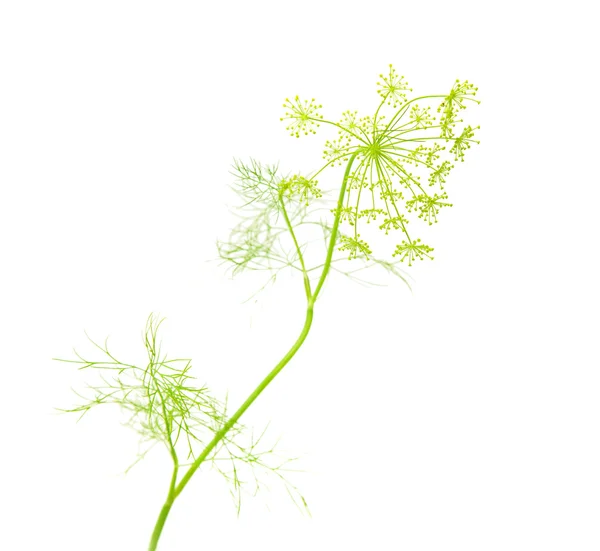 Groeiende dille plant geïsoleerd op wit; — Stockfoto