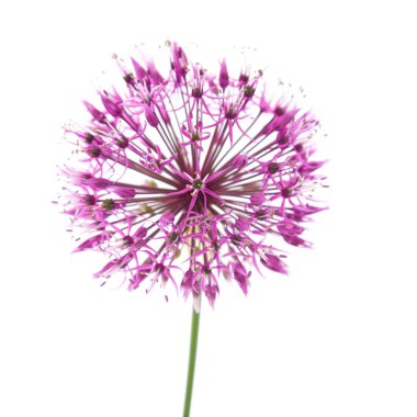 Dekoratif allium flowerhead üzerinde beyaz izole