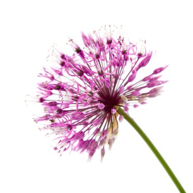 Dekoratif allium flowerhead üzerinde beyaz izole