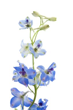 Bright blue delphinium flower;