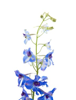 Bright blue delphinium flower;