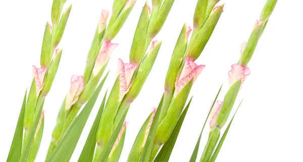 Pink gladiolus isolated on white; diagonal composition — Stock Photo, Image