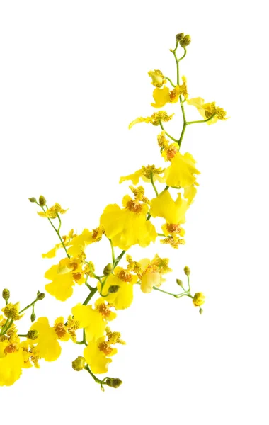 Parlak sarı oncidium orkide beyaz zemin üzerine izole; — Stok fotoğraf