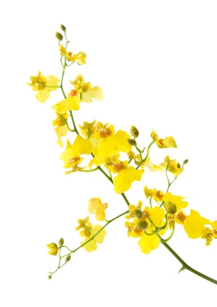 Bright Yellow Oncidium Orchid Isolated White Background — Stock Photo, Image