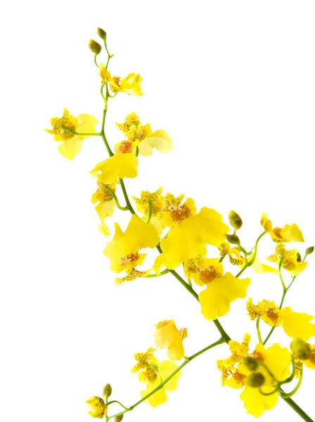 Orchidée Oncidium Jaune Vif Isolée Sur Fond Blanc — Photo