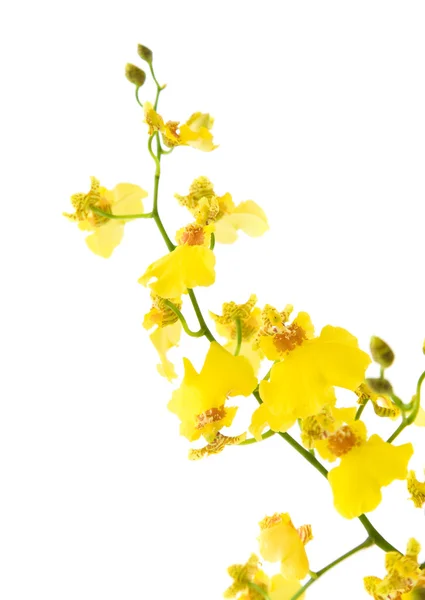 Orquídea Oncidium Amarela Brilhante Isolada Sobre Fundo Branco — Fotografia de Stock