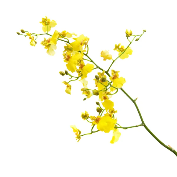 Orchidée Oncidium jaune vif isolée sur fond blanc ; — Photo