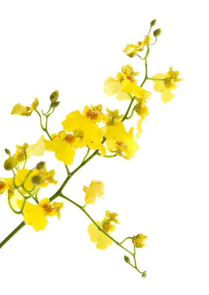 Orquídea de Oncidium amarela brilhante isolada sobre fundo branco ; — Fotografia de Stock