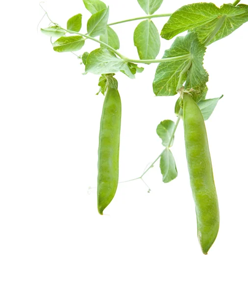Crecimiento de vainas de guisantes verdes jóvenes aisladas sobre fondo blanco —  Fotos de Stock