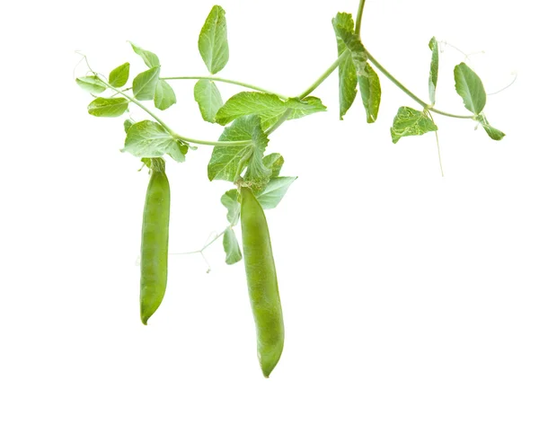 日益孤立在白色背景上的年轻绿豌豆荚 — 图库照片