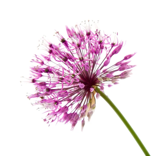 Tête Fleur Décorative Allium Isolée Sur Blanc — Photo