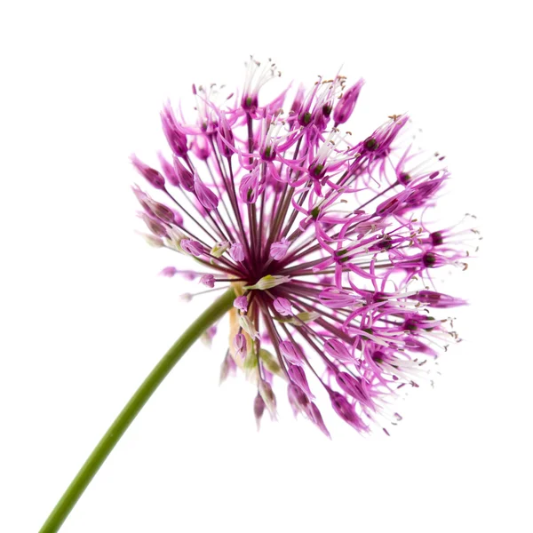 stock image Decorative allium flowerhead isolated on white