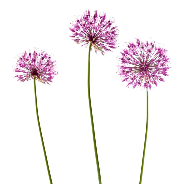 Three decorative allium flowerheads isolated on white — Stock Photo, Image