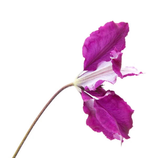 白い背景上に分離されて暗い紫色クレマチス — ストック写真