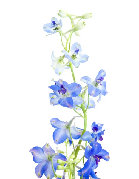 Delphinium Jasny Niebieski Kwiat — Zdjęcie stockowe