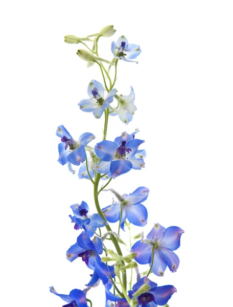 Bright blue delphinium flower; — Stok fotoğraf