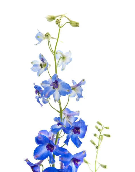 Ljusa Blå Delphinium Blomma — Stockfoto